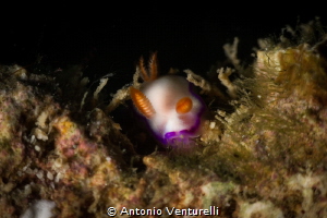 Thorunna daniellae nudibranch_Nha Trang_March2024
(Canon... by Antonio Venturelli 